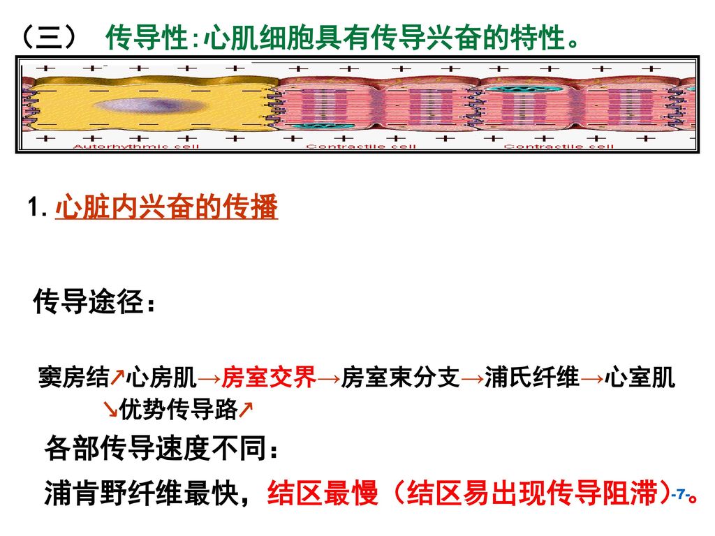 (三 传导性:心肌细胞具有传导兴奋的特性 1.